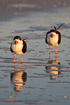 Black skimmers resting on a beach