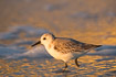 Winterplumaged sanderling on the move