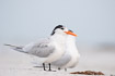 Photo ofRoyal Tern (Sterna maxima). Photographer: 