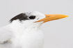 Portrait of a royal tern