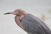 Foto af Reddish Egret (Egretta rufescens). Fotograf: 