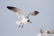 Photo ofLaughing Gull (Larus atricilla). Photographer: 