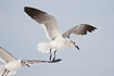 Photo ofLaughing Gull (Larus atricilla). Photographer: 