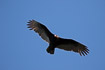 Photo ofTurkey Vulture (Cathartes aura). Photographer: 
