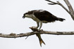 Osprey eating af fish