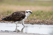 Osprey resting in shallow water