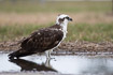 Osprey resting in shallow water