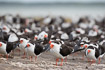 A flock of resting american black skimmers