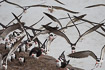 A flock of black skimmers taking of