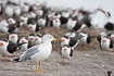 Ring-billed gull with a flock of black skimmers