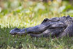 Photo ofAmerican Alligator (Alligator mississippiensis). Photographer: 