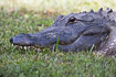 Photo ofAmerican Alligator (Alligator mississippiensis). Photographer: 