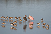 Bird flock with willets, reddish egret and a roseate spoonbill