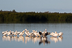 Foto af Amerikansk hvid pelikan (Pelecanus erythrorhynchos). Fotograf: 