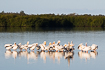 A flock of white pelicans