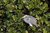 Photo ofTricolored Heron (Egretta tricolor). Photographer: 