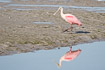Roseate spoonbill on a mudflat