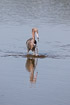 Photo ofReddish Egret (Egretta rufescens). Photographer: 