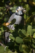 Photo ofYellow-crowned Night-heron (Nyctanassa violacea). Photographer: 