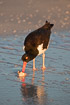 American oystercatcher looking for food