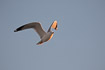 Photo ofRing-billed Gull (Larus delawarensis). Photographer: 