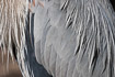 Close-up of the plumage on a great blue heron