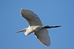 Great white egret in flight