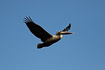 Photo ofBrown Pelican (Pelecanus occidentalis). Photographer: 