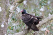 Turkey vulture resting in a tree