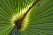 Photo of a palm leaf