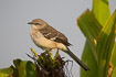 Photo ofNorthern Mockingbird (Mimus polyglottos). Photographer: 