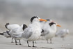 A flock of royal terns