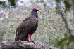 Turkey vulture in a tree
