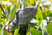 Photo ofCommon Green Iguana (Iguana iguana). Photographer: 