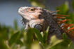 Photo ofCommon Green Iguana (Iguana iguana). Photographer: 