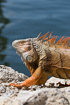 Foto af Grn Leguan (Iguana iguana). Fotograf: 