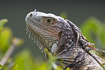 Foto af Grn Leguan (Iguana iguana). Fotograf: 