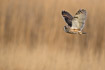 Long-eared owl hunting