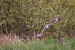 Long-eared owl hunting