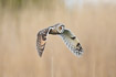 Photo ofLong-eared Owl (Asio otus). Photographer: 