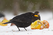 Male blackbird feeding on apples in snowy weather