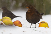 Blackbird (young/female) in snowy weather