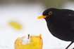 Blackbird male feeding on apple in snowcovered garden