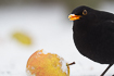 Male blackbird feeding on an apple