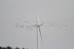Flock of barnacle geese passing by a large wind turbine