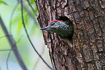 Photo ofEuropean Green Woodpecker (Picus viridis). Photographer: 