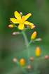 Photo ofSlender St Johns-wort (Hypericum pulchrum). Photographer: 