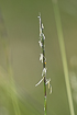 Photo ofMatgrass (Mat-grass) (Nardus stricta). Photographer: 