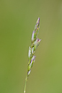Photo ofHeath-grass (Heathgrass) (Danthonia decumbens). Photographer: 