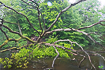 Photo ofPedunculate Oak (Quercus robur). Photographer: 